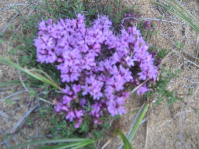 ������� ��������