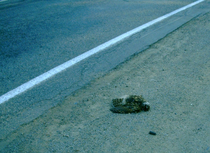 ������ ������ �����