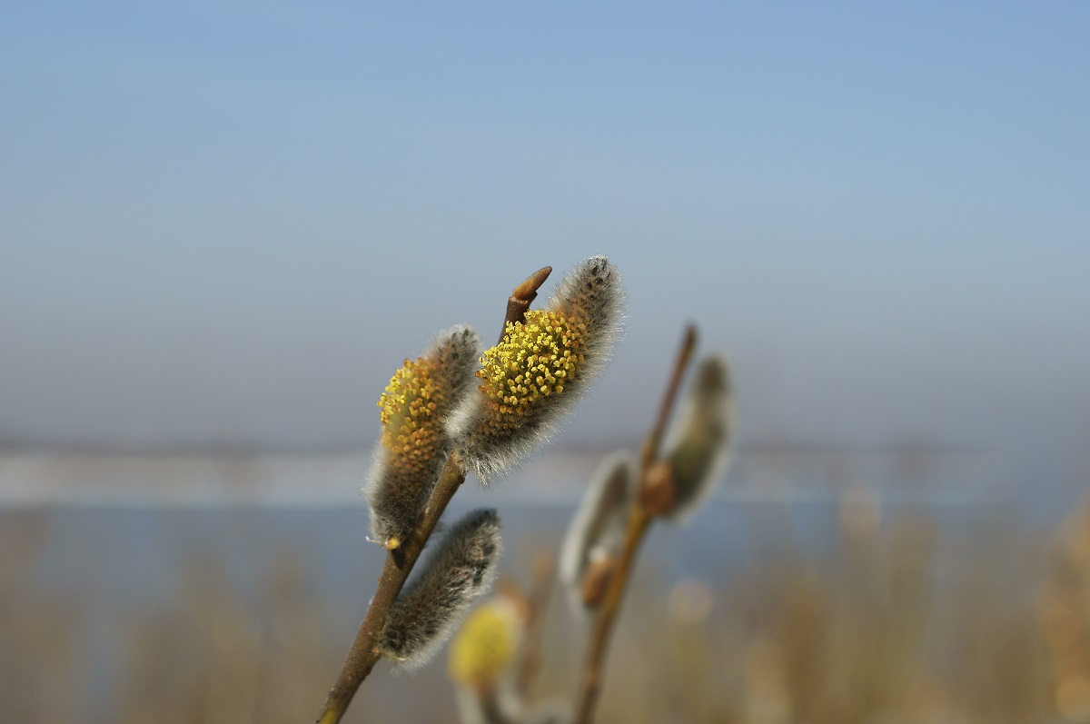 ��� ���?