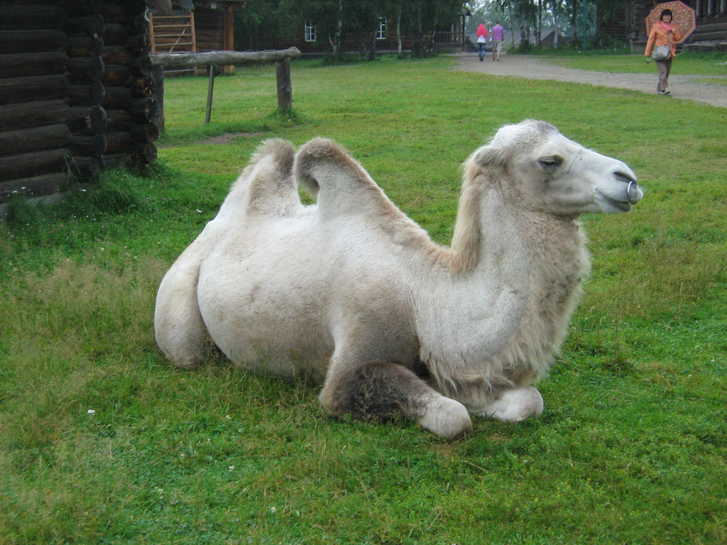 ��������� �������