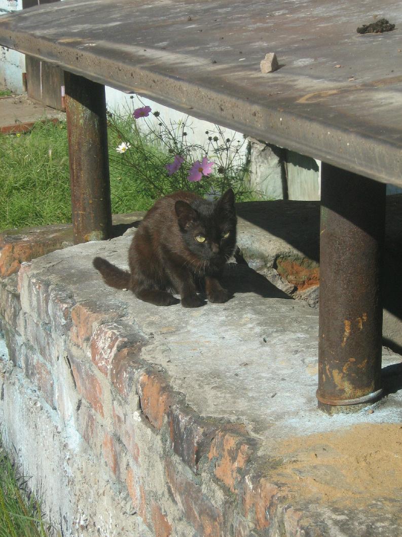 ��� ������������ ������ ��� ������