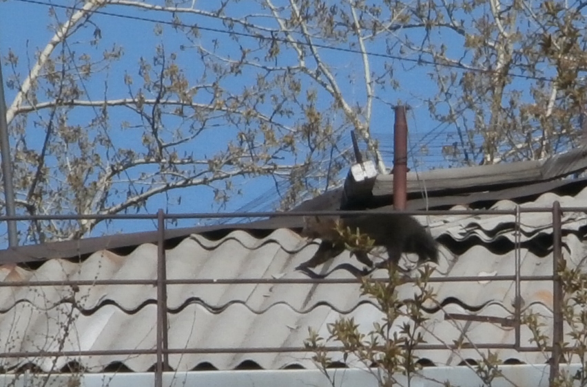 ������ �������� ������