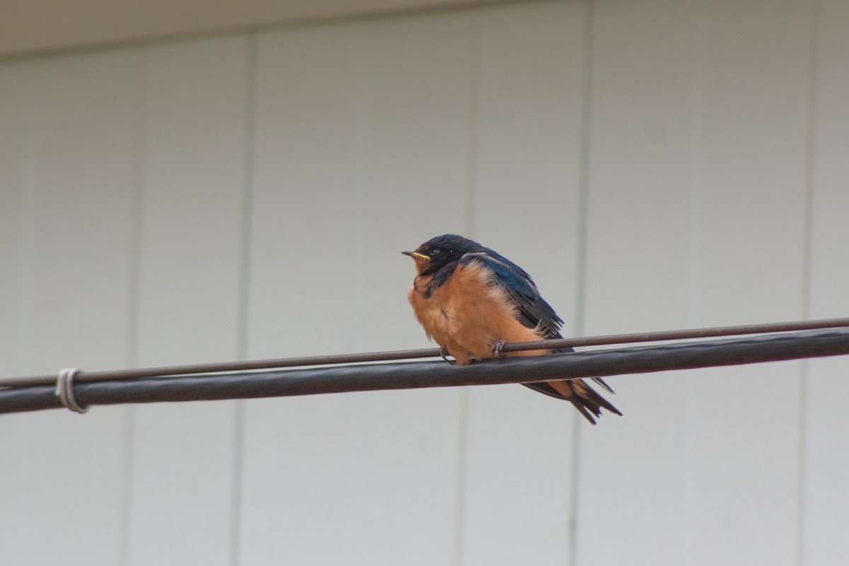 ������ �� �������