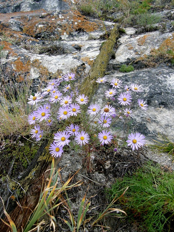 ������� ?