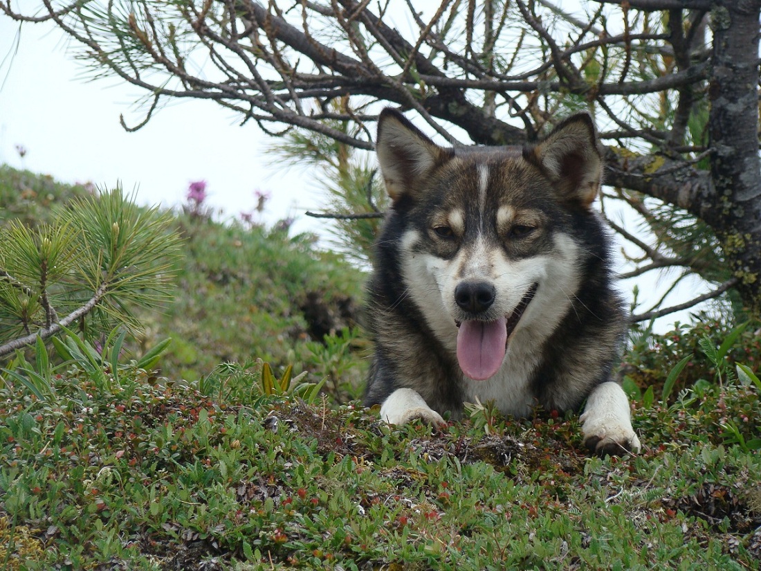 ��� ���� �����