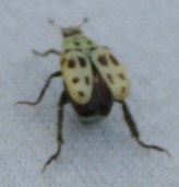 ������ ��������������� ��� (����������)