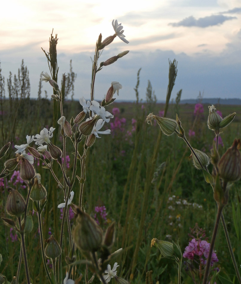 ���� ���������