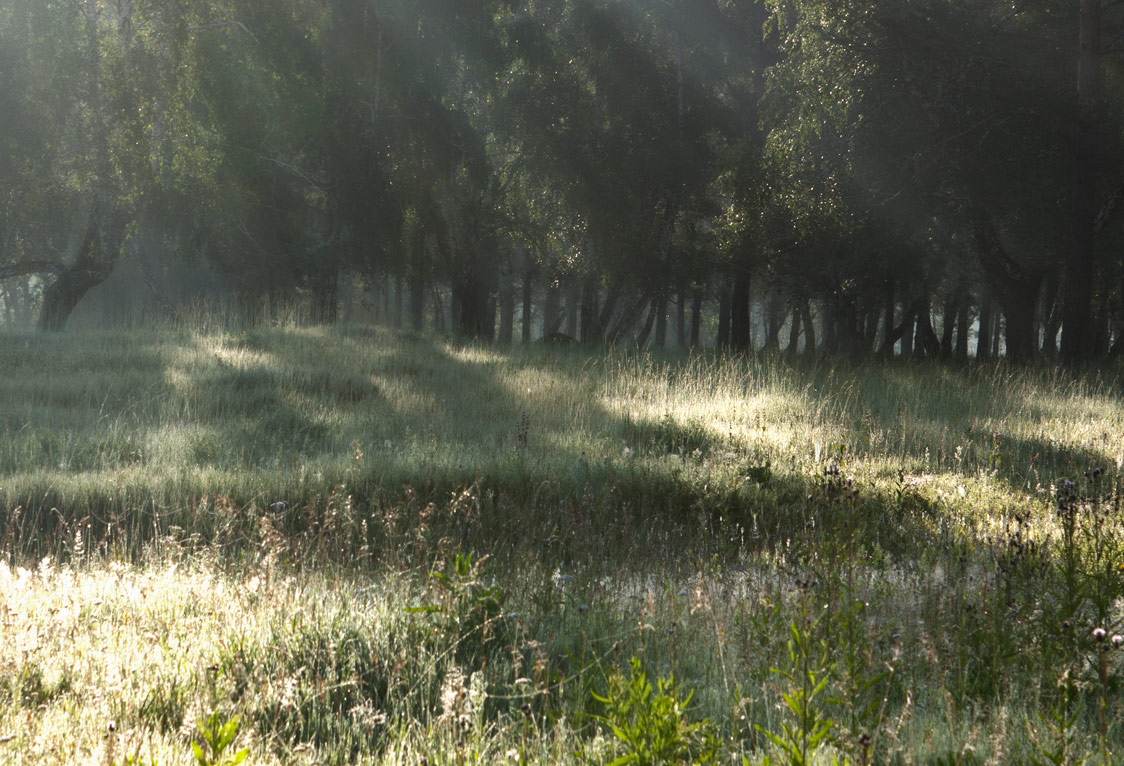 ������ ����