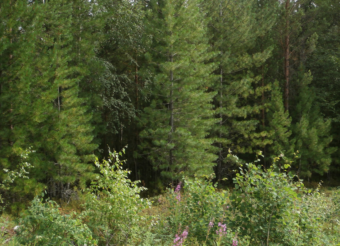 ������� �����