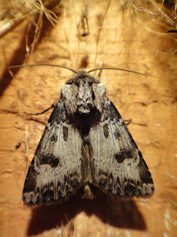  Agrotis clavis