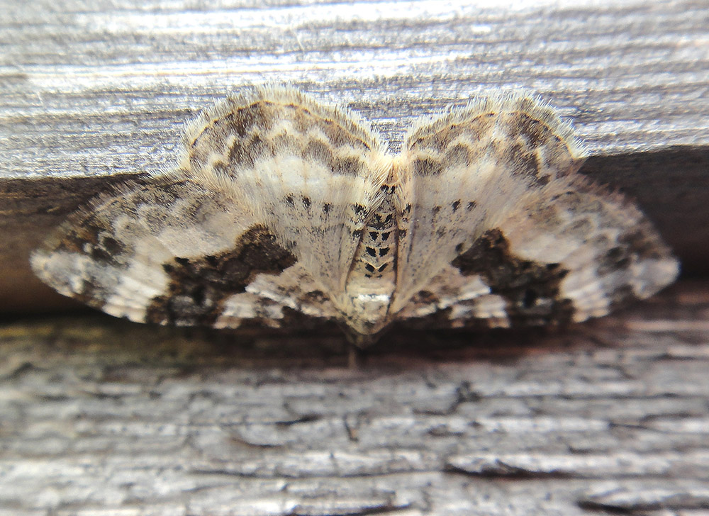 Ҹ���� "�����"