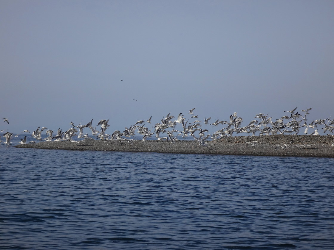 ��� ���������.