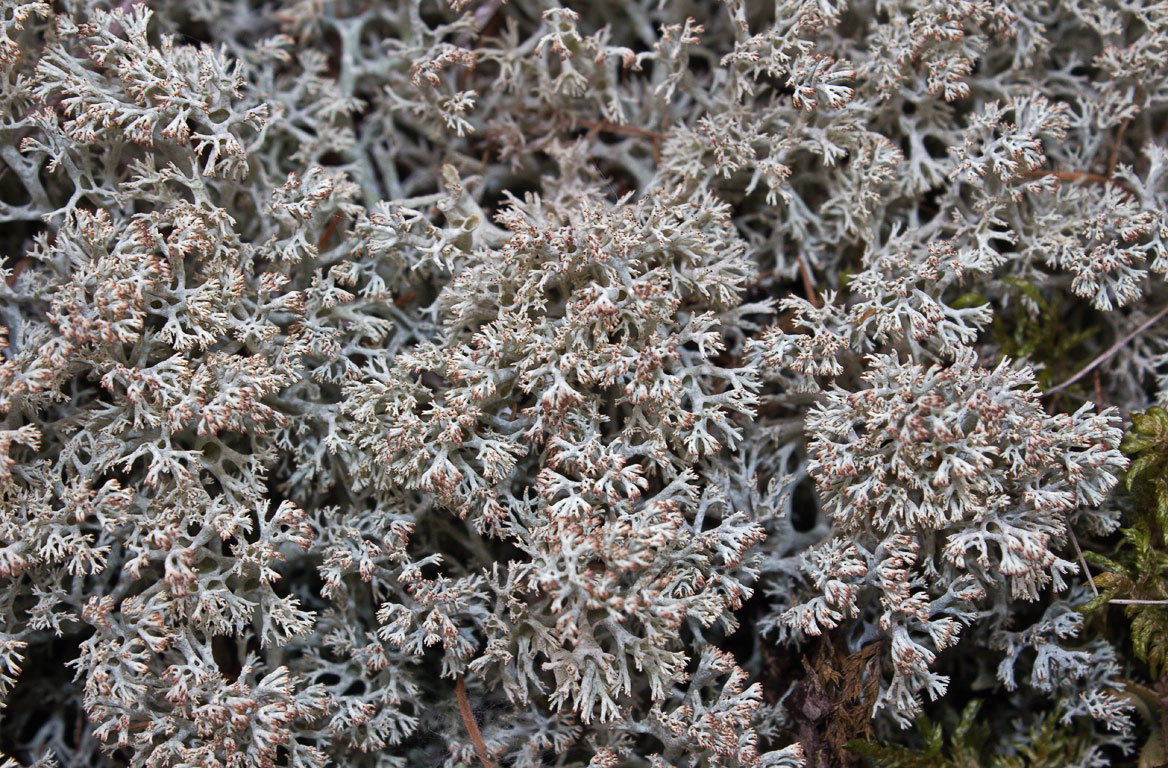   (Cladonia aff. arbuscula s.l.)