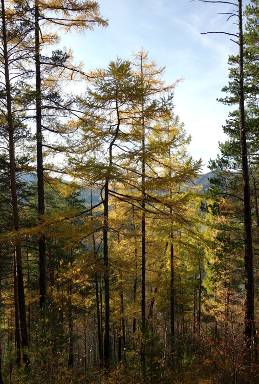 ������ �����