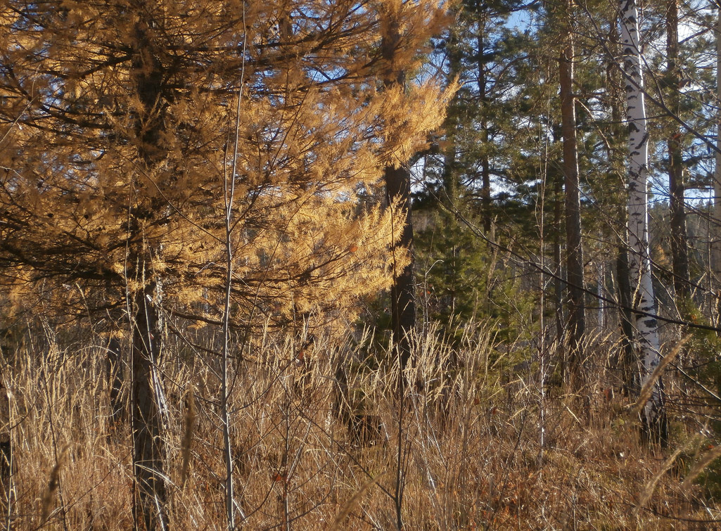 ������� �� ����������