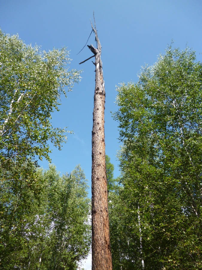 ��� ���� � ���� � �������))