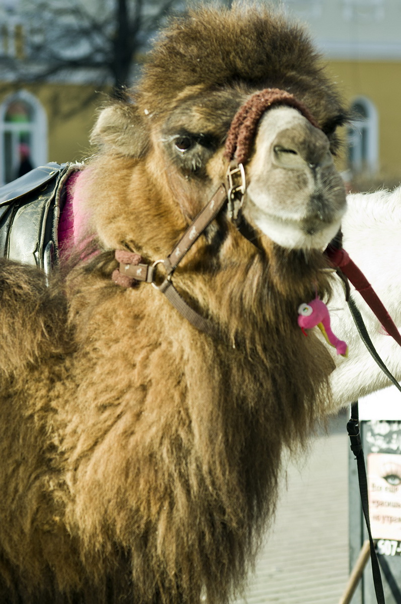   Camel