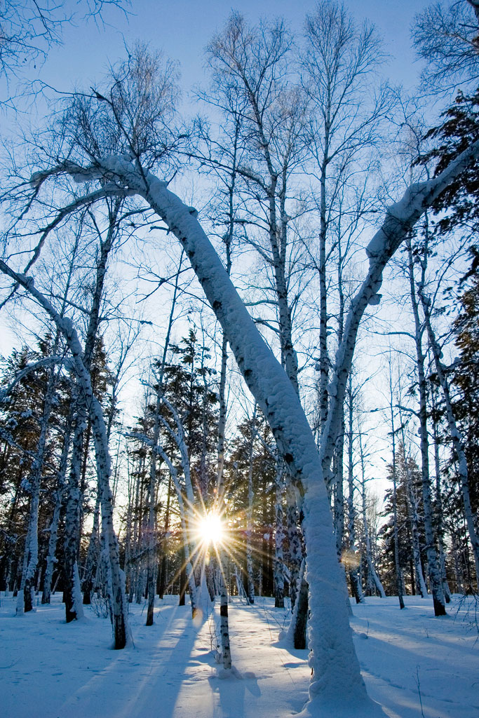 ������ ������