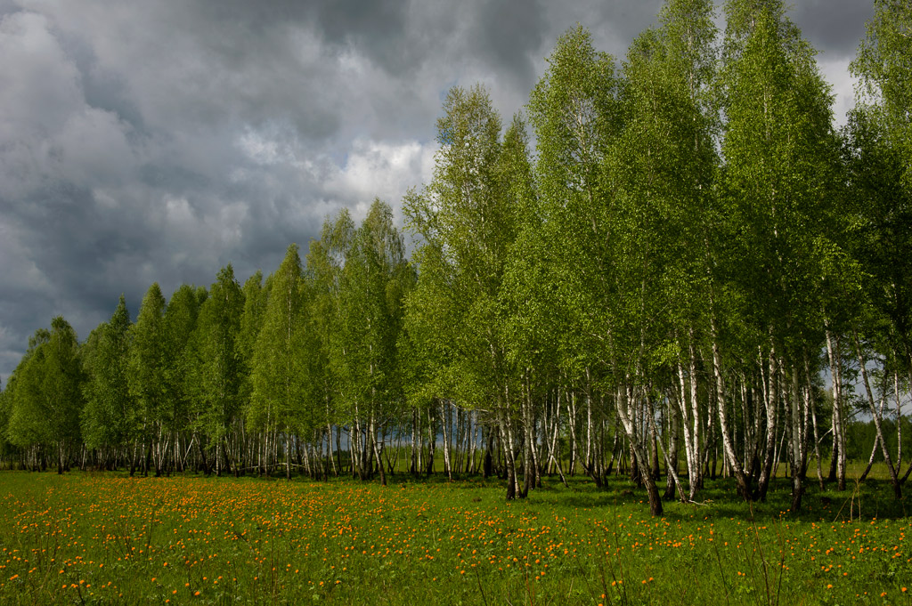 ��� ������ ������