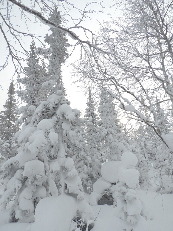 ����� ���������