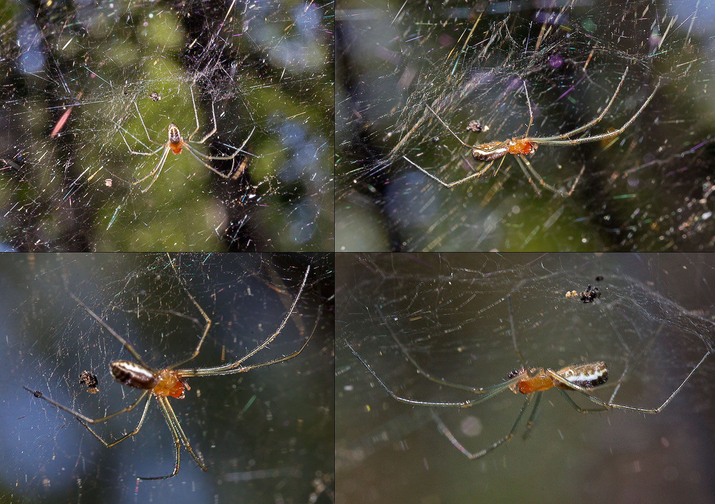 Linyphiidae  Theridiidae?