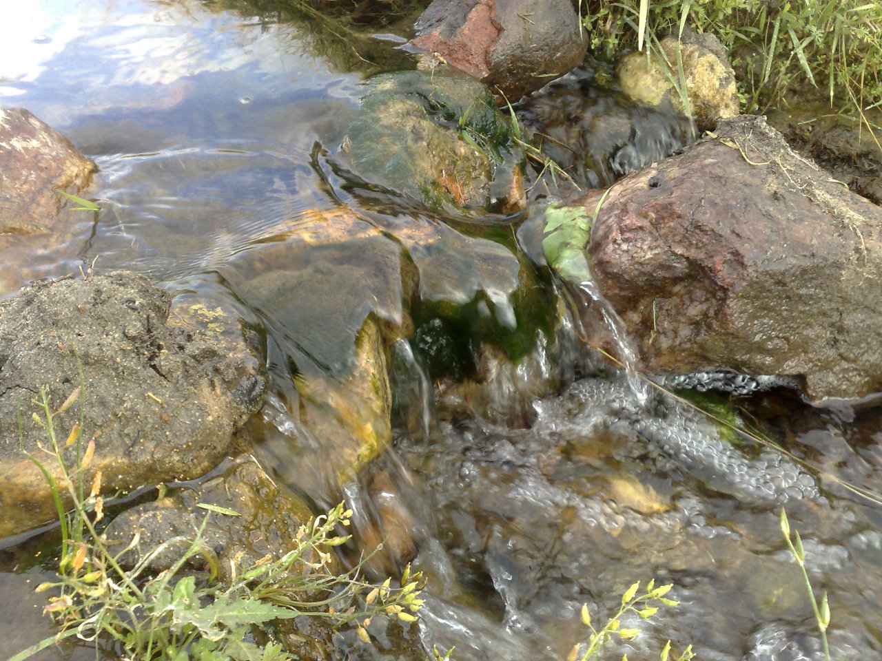 ������ �. ������