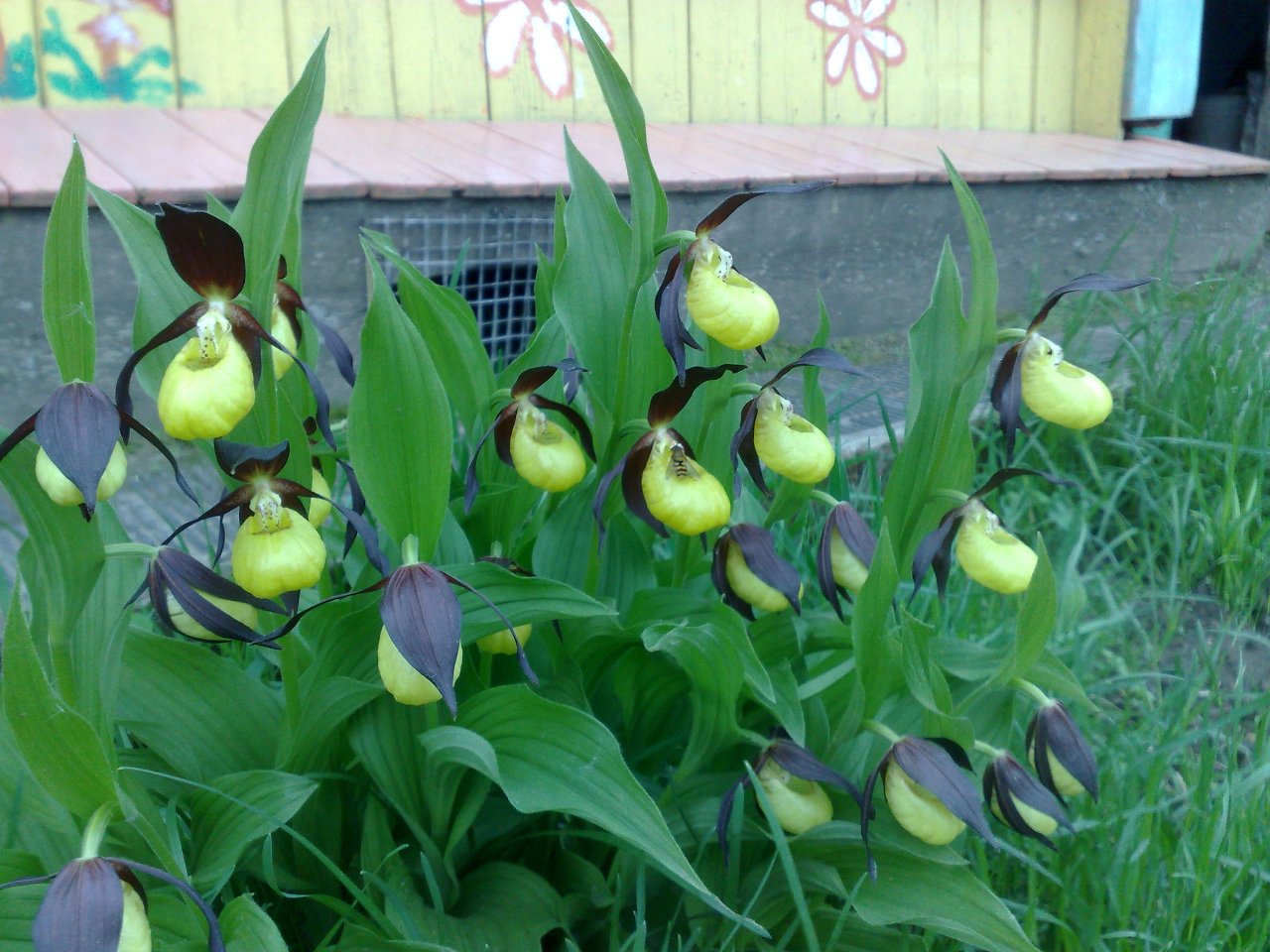 ����� ������� ������...