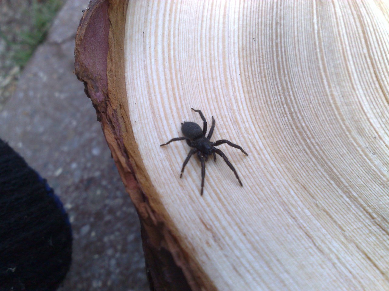 ������ ����� - �������� �����