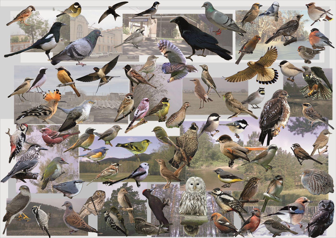 Узнать птицу по фото программа онлайн