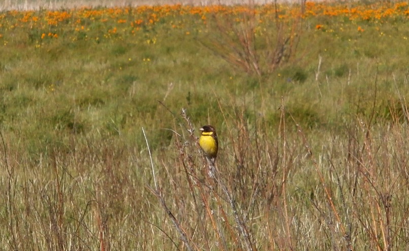 E. aureola