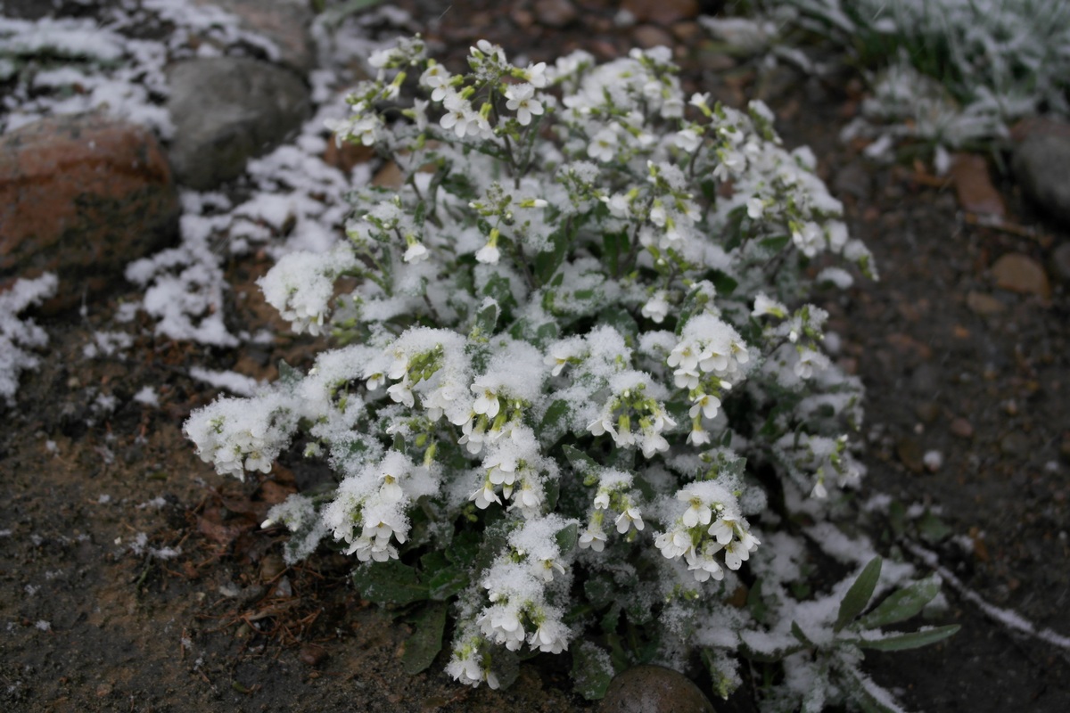 ����� ������