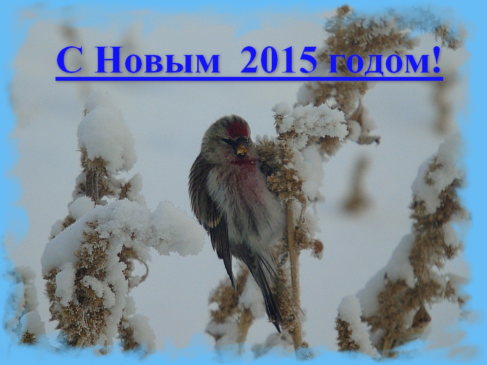 ���� � ����������� ����� 2015 �����!