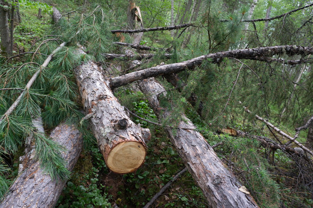 ������ �������6