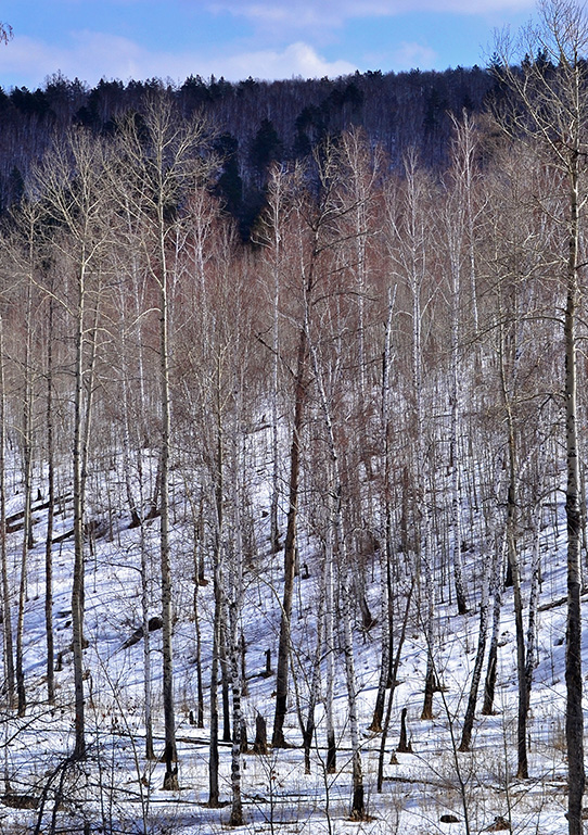 �������� ���