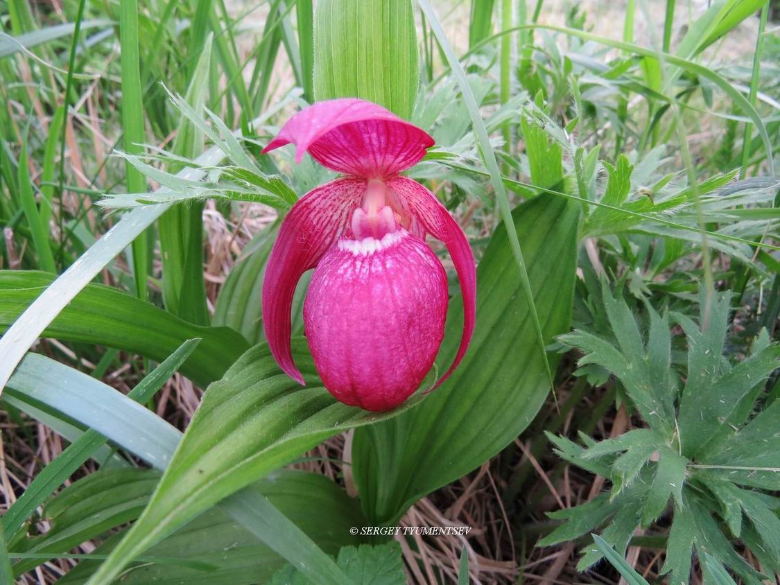 Cypripedium guttatum Sw   