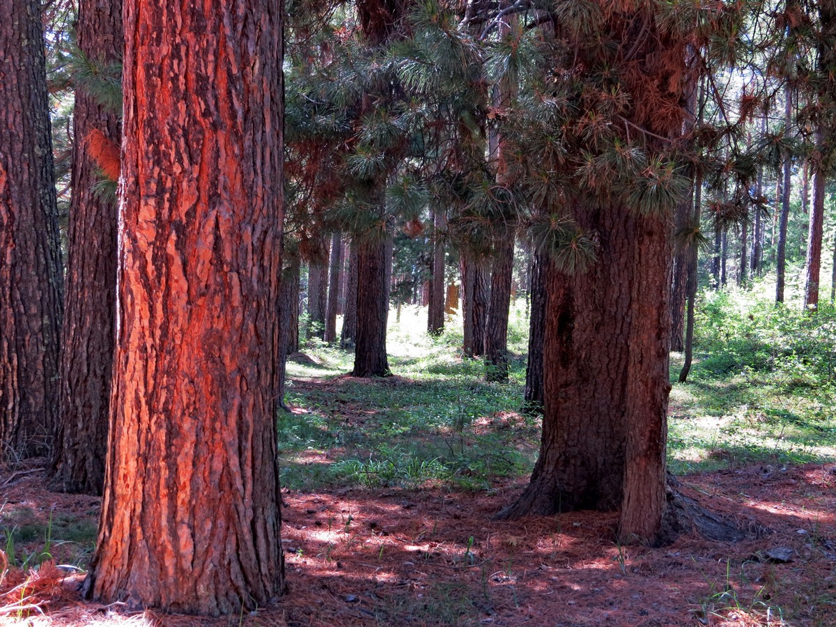 ����� ������� ��������