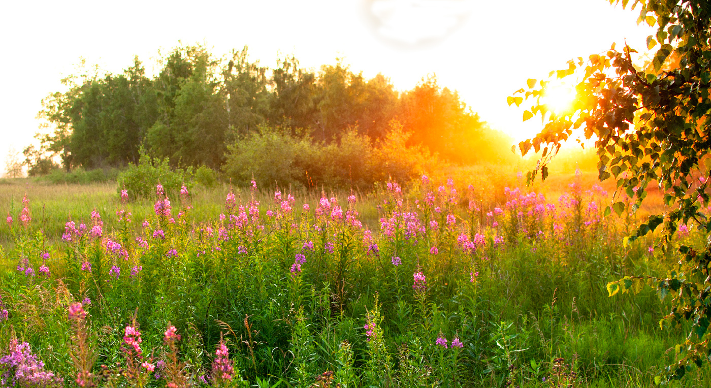 ������ �����