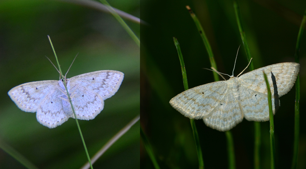    (Scopula Immutata)