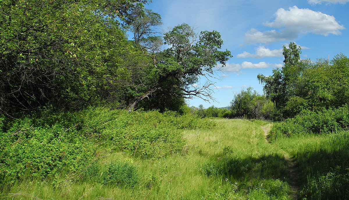 ������� ����