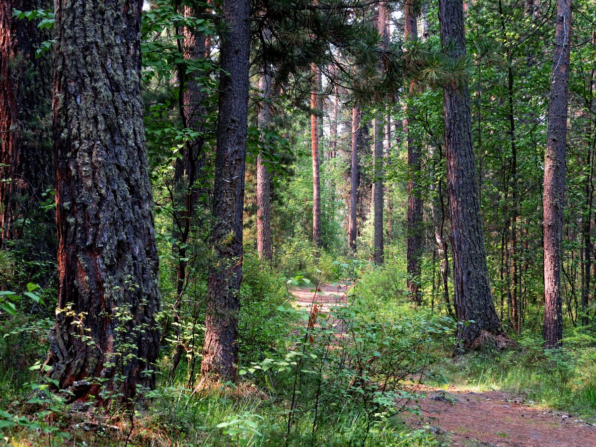 ��� ������ ���� �����