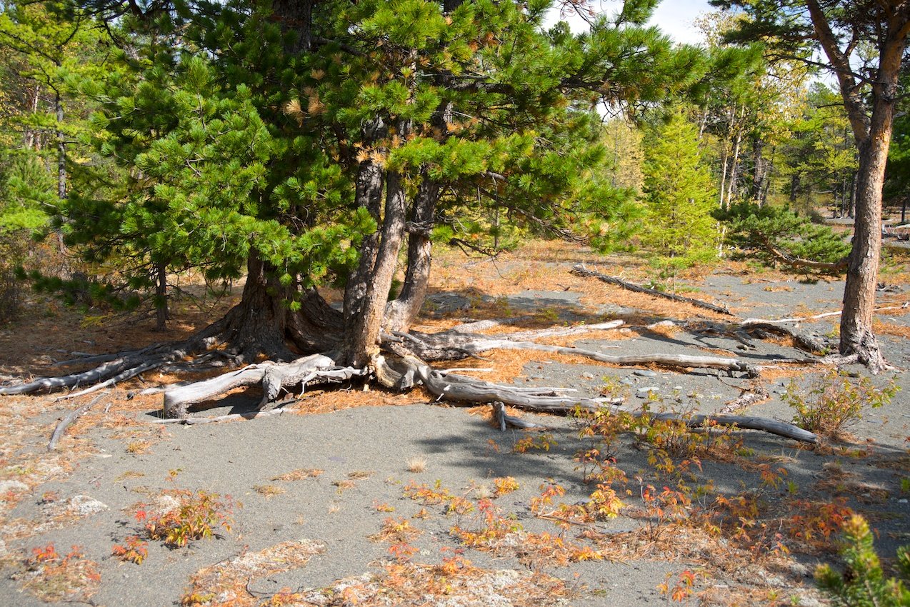 �� ����������� �������