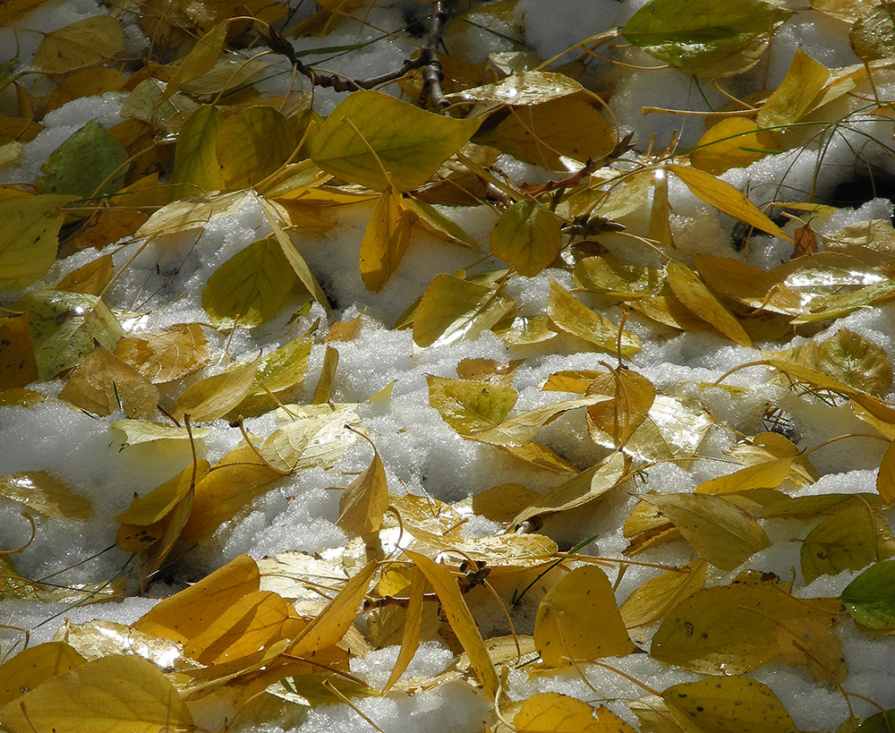 ���� ������ ������