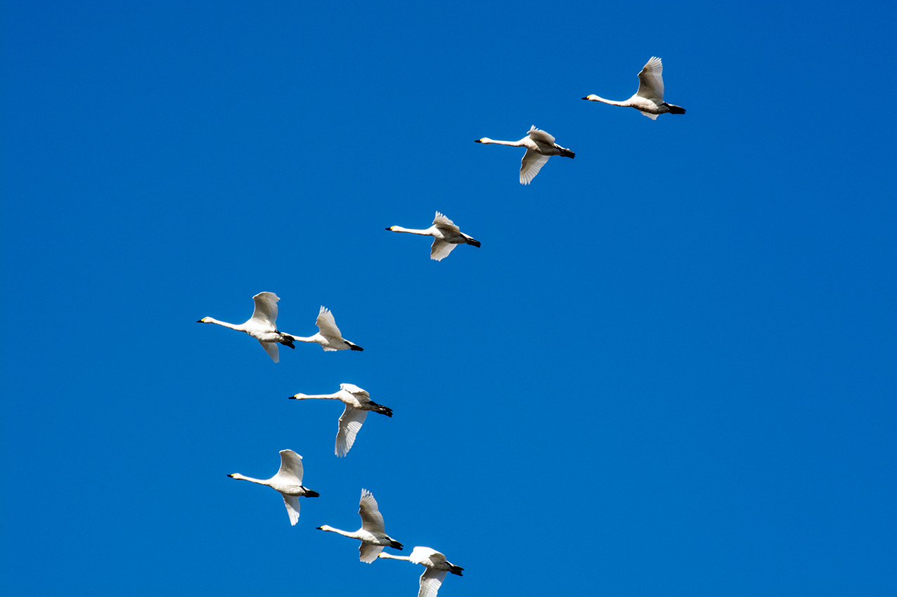 Белые журавли улетающие в небо. Стая лебедей. Стая лебедей в небе. Журавль в небе. Стая журавлей.