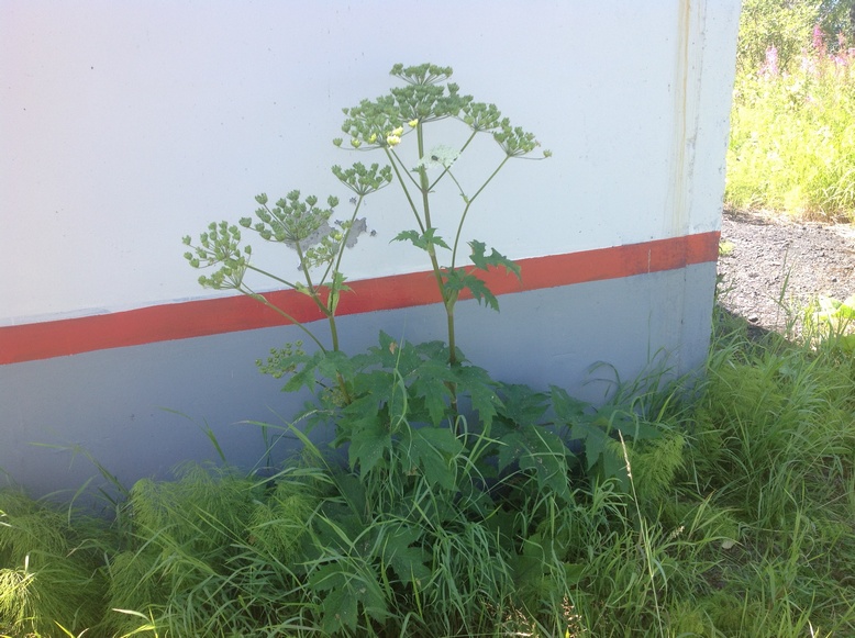 ��������?