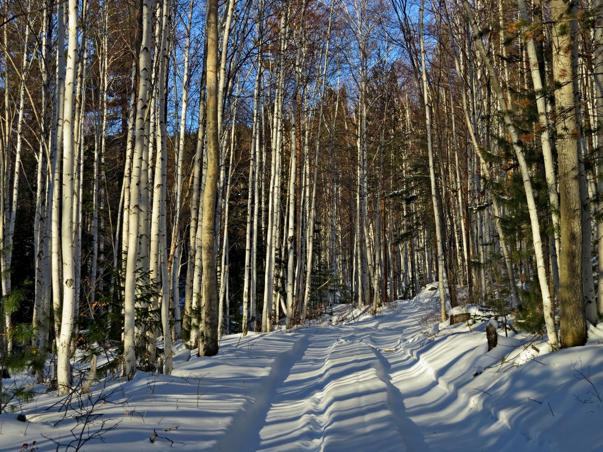 �� �������