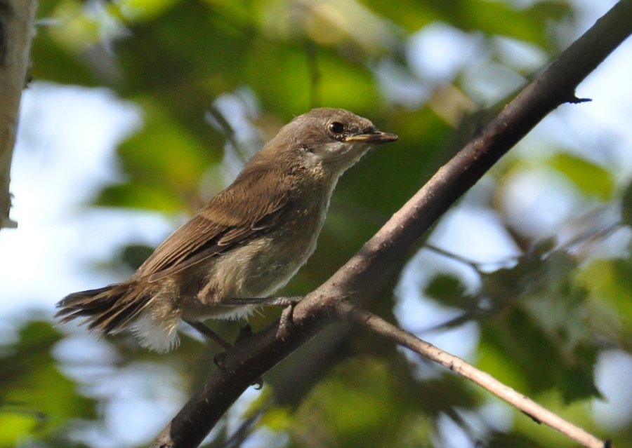 ���������� ����������