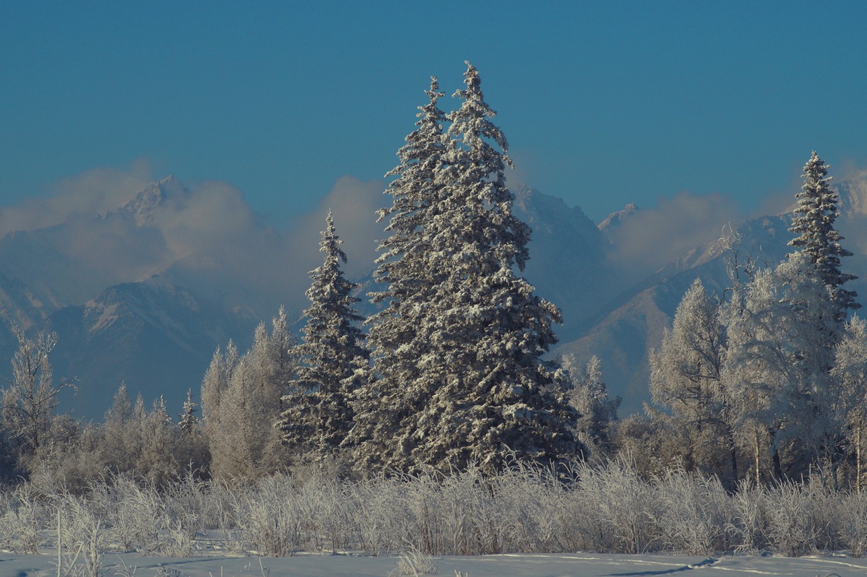 � ������ ������