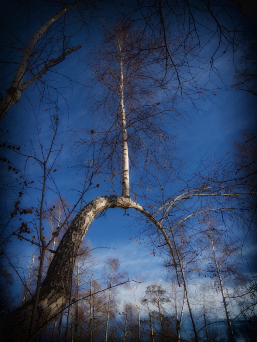 ������� �������