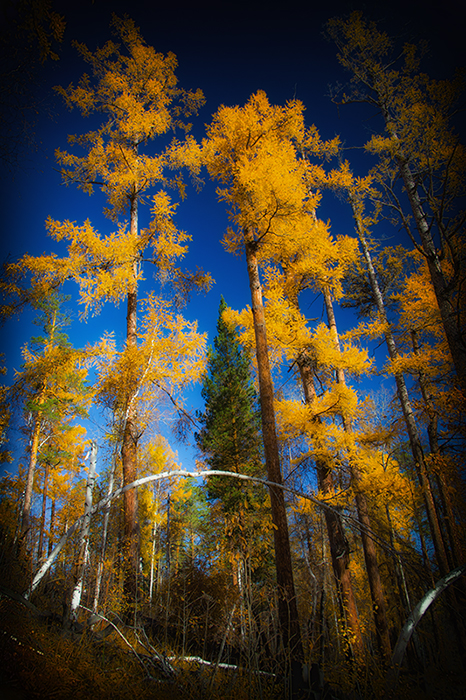 ����� � ����