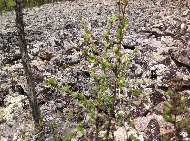 �������� ���������